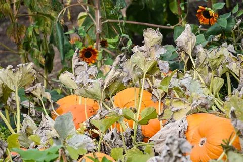 Pumpkin patch Stock Photos