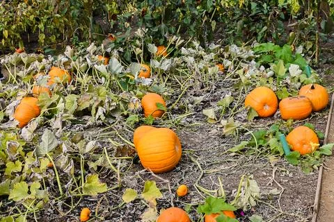 Pumpkin patch Stock Photos
