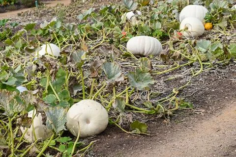 Pumpkin patch Stock Photos