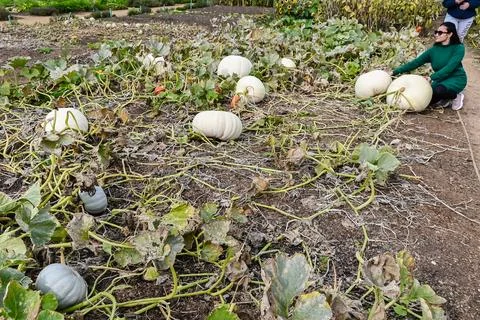 Pumpkin patch, Stock Photos