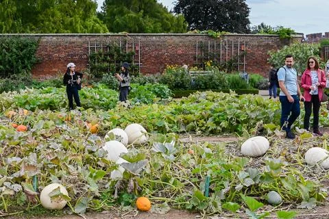 Pumpkin patch Stock Photos