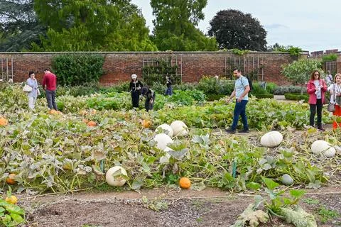 Pumpkin patch Stock Photos