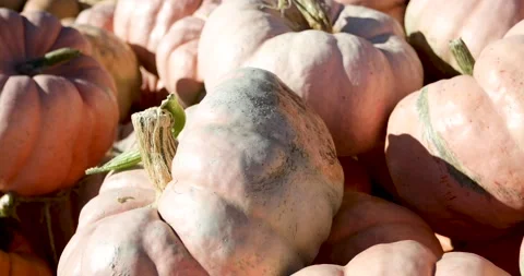 Pumpkin Patch - Pile Of Orange Pumpkins Sell At A Market Place On A Sunny Stockbeeldmateriaal 140532177