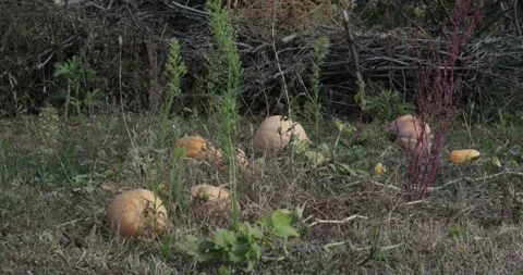 Pumpkin patch pumpkins on ground and wilted weeds sway in wind at garden at fall Video stock 220125118