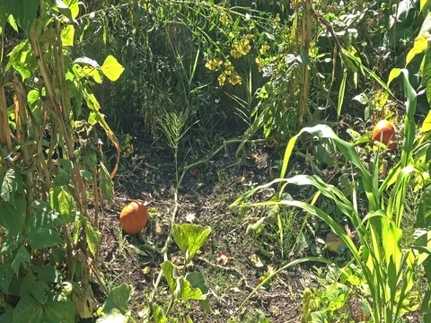 Pumpkin patch, pumpkins growing in garden. 스톡 동영상 80613834