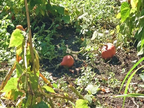 Pumpkin patch, pumpkins growing in garden Stock Footage