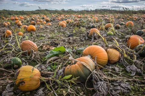 A pumpkin patch ready to be harvested. Stock Photos