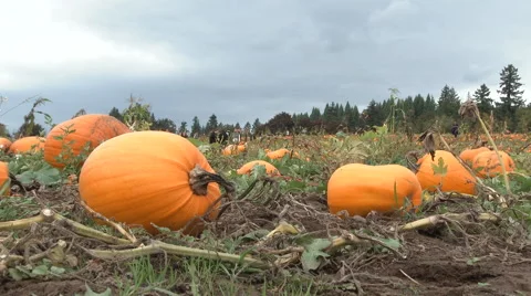 Pumpkin Patch Ready For The Picking Stock Footage 68421481
