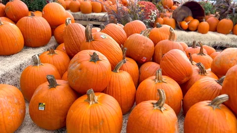 Pumpkin patch ready for Thanksgiving and Halloween 스톡 동영상 218307374
