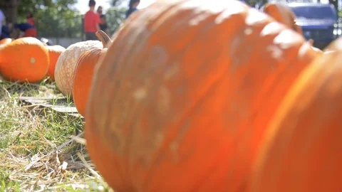 Pumpkin Patch Reveal while Kids Play In Background Halloween Stock Footage 126557942