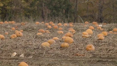 Pumpkin Patch on Rural Farm, Halloween New England Autumn field Vídeos de archivo 97250827