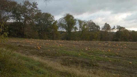 Pumpkin Patch, Rural Field on New England Farm, Halloween Harvest Vídeos de archivo 97342559