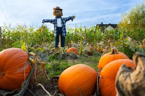 Pumpkin patch with scarecrow in field during Halloween season Stock Photos