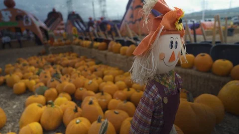 Pumpkin Patch Scarecrow in Fore Ground Day Stock Footage 103184846