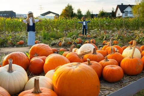 Pumpkin patch scene with scarecrows for Halloween celebration Stock Photos