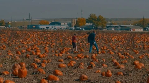 Pumpkin Patch search Stock Footage 81835056