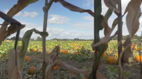 Pumpkin Patch Seen Behind Drying Out Corn Stalks Stock Footage 208751759
