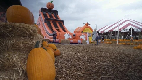 Pumpkin Patch Slide in Back Ground Day Stock Footage 103184856