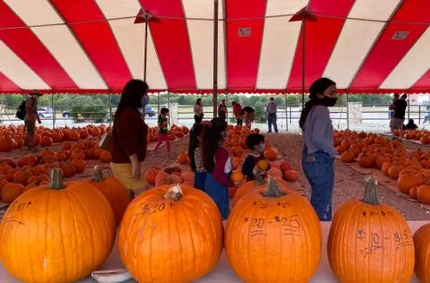 Pumpkin Patch at the storybook Ranch Stock Photos