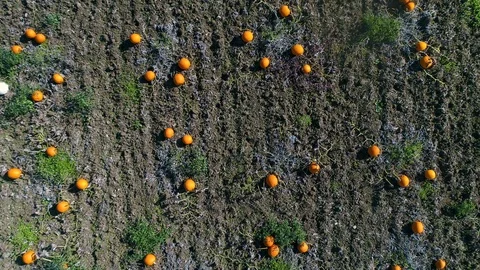 Pumpkin Patch Straight Down Above Overview Aerial Drone Shot Vídeos de archivo 93526955