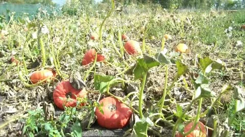 Pumpkin Patch in Sunlight Stock Footage 12611585