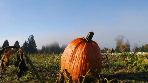 Pumpkin Patch Sunrise Vídeos de archivo 93528975