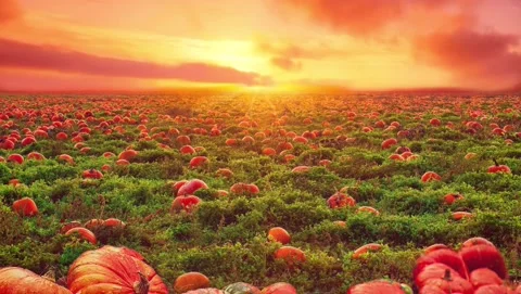 Pumpkin Patch at sunset in autumn  Loopable Video stock 162483589