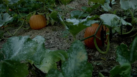 Pumpkin Patch at Sunset, Time Lapse Video stock 138391167