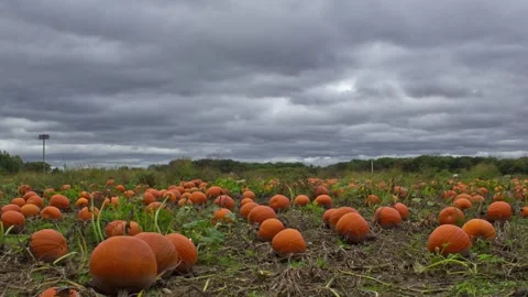 Pumpkin Patch Time Lapse in Autumn for Halloween 库存影片 141149001