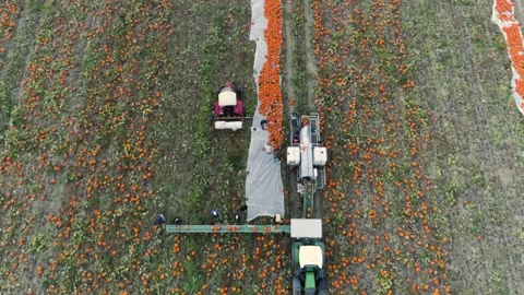 Pumpkin patch with tractor, drone flight overhead shot  Vídeos de archivo 161812352