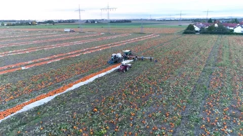 Pumpkin patch with tractor, drone fly Stock Footage 161812292