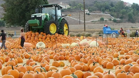 Pumpkin patch. Tractor parked on small hill covered in pumpkins, Stock Footage 108132465