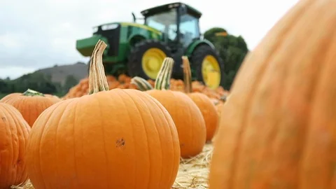 Pumpkin patch.  tractor parked on small hill covered in pumpkins, Stockbeeldmateriaal 108132469