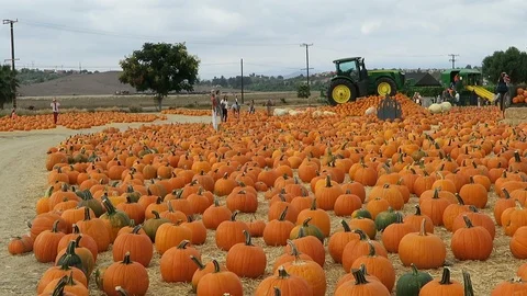Pumpkin patch. Tractor parked on small hill covered in pumpkins, Stock Footage 108132486