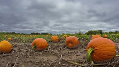 Pumpkin Patch under a Cloudy Sky Time Lapse for Halloween 库存影片 141108690