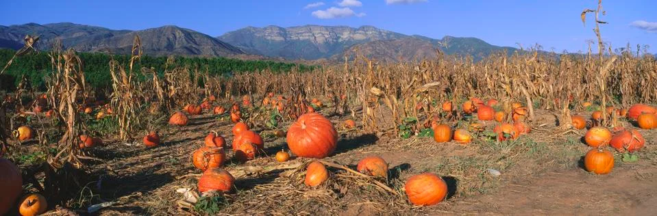 Pumpkin Patch, Upper Ojai, Ojai, California Fotos de archivo