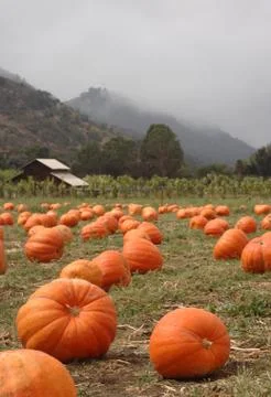 Pumpkin patch vertical Stock-Fotos