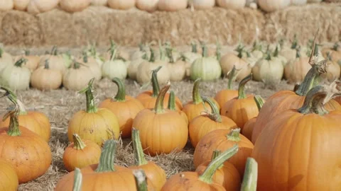 Pumpkin patch well stocked for Halloween Stock Footage 139503129