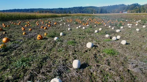 Pumpkin Patch White and Orange Color Drone Flying Backwards Stock Footage 93528567