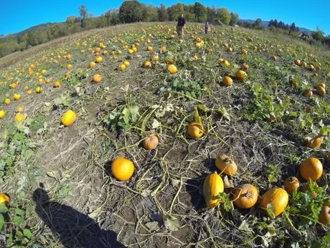 Pumpkin patch wide angle Stock Photos