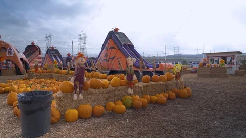 Pumpkin Patch Wide Day Stock Footage 103184896