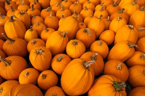 Pumpkin Patch Wide View Pattern Wallpaper Edge to Edge Bright Orange Stock Photos