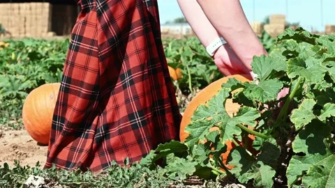 Pumpkin patch woman picks up jack o lantern Stock Footage 162605537