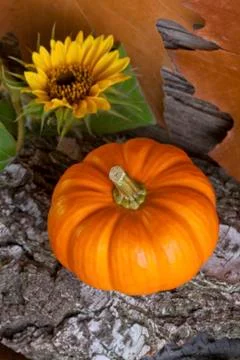 Pumpkin Stock Photos