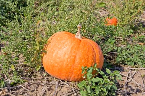 Pumpkin Stock Photos