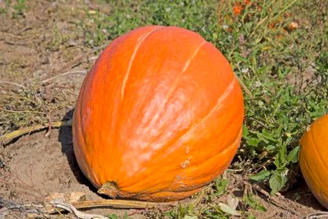 Pumpkin Stock Photos
