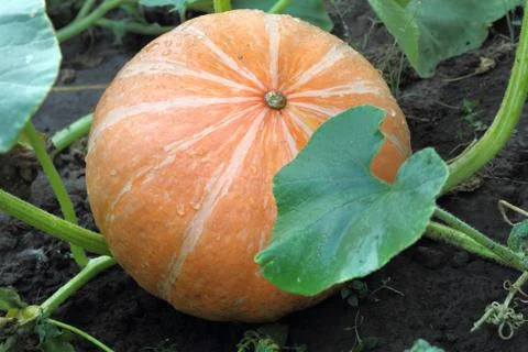 Pumpkin Foto stock