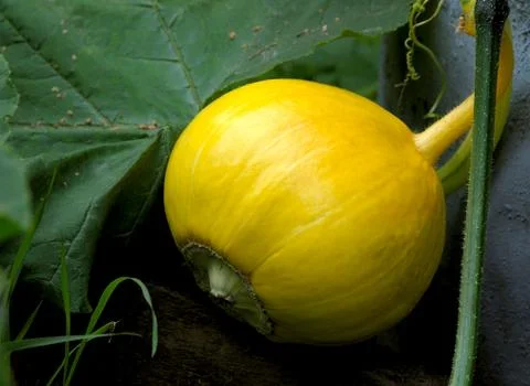 Pumpkin. Stock Photos