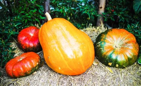 Pumpkin Stock Photos