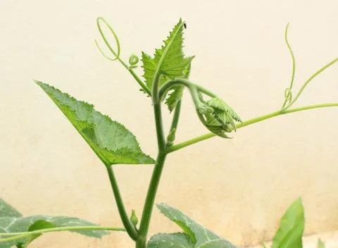 The pumpkin Stock Photos